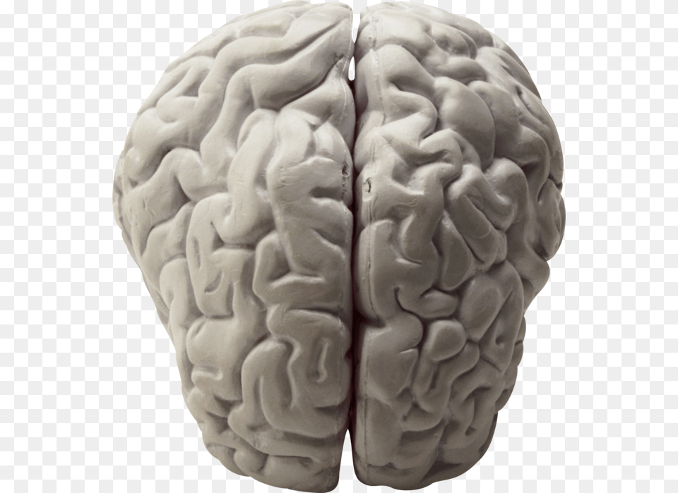 Brain, Ct Scan, Person, Animal, Sea Life Free Png