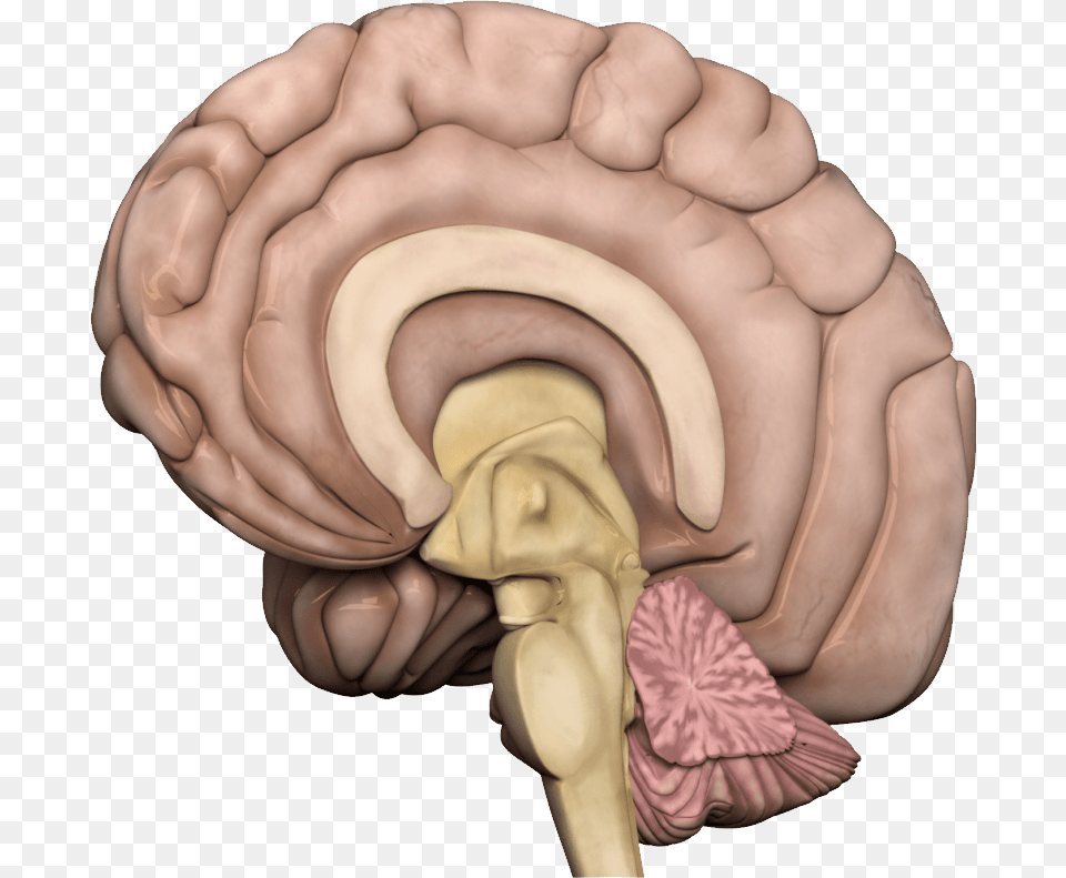 Brain, Baby, Person, Face, Head Free Png