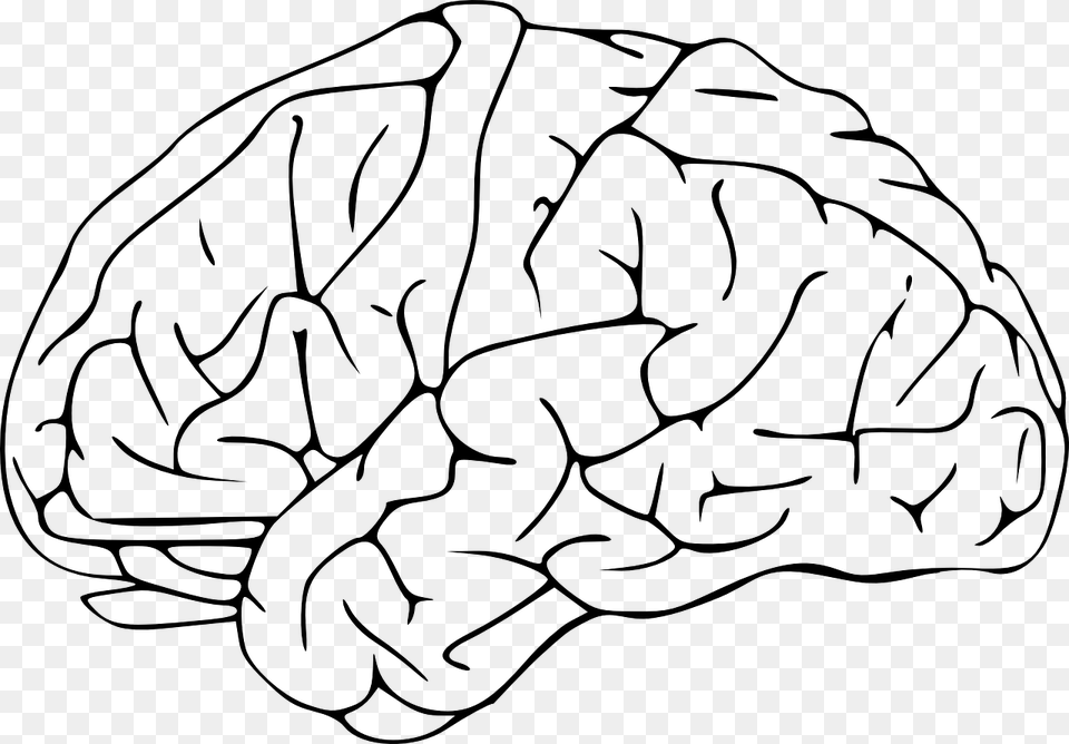 Brain, Gray Png Image