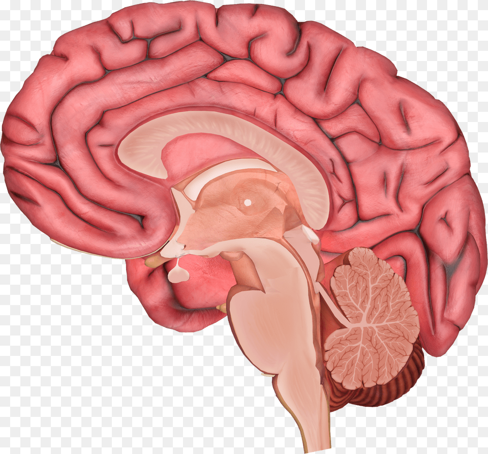 Brain, Flower, Plant, Rose, Body Part Free Png