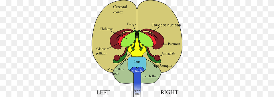 Brain Disk Png Image
