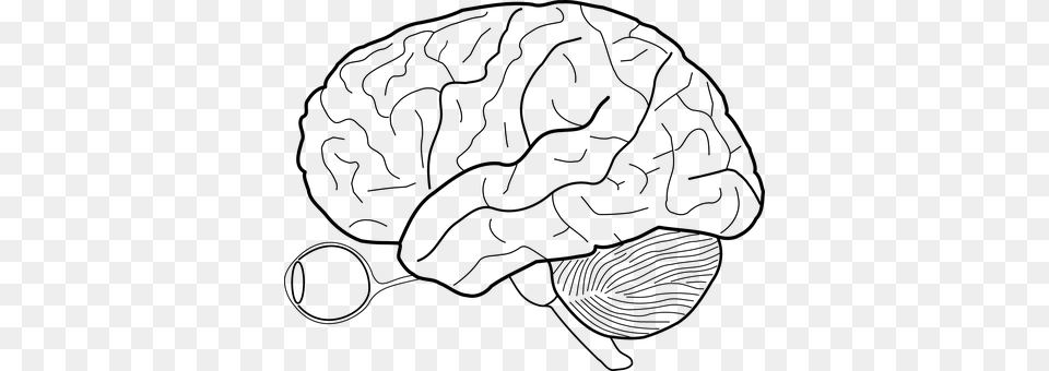 Brain Gray Png Image