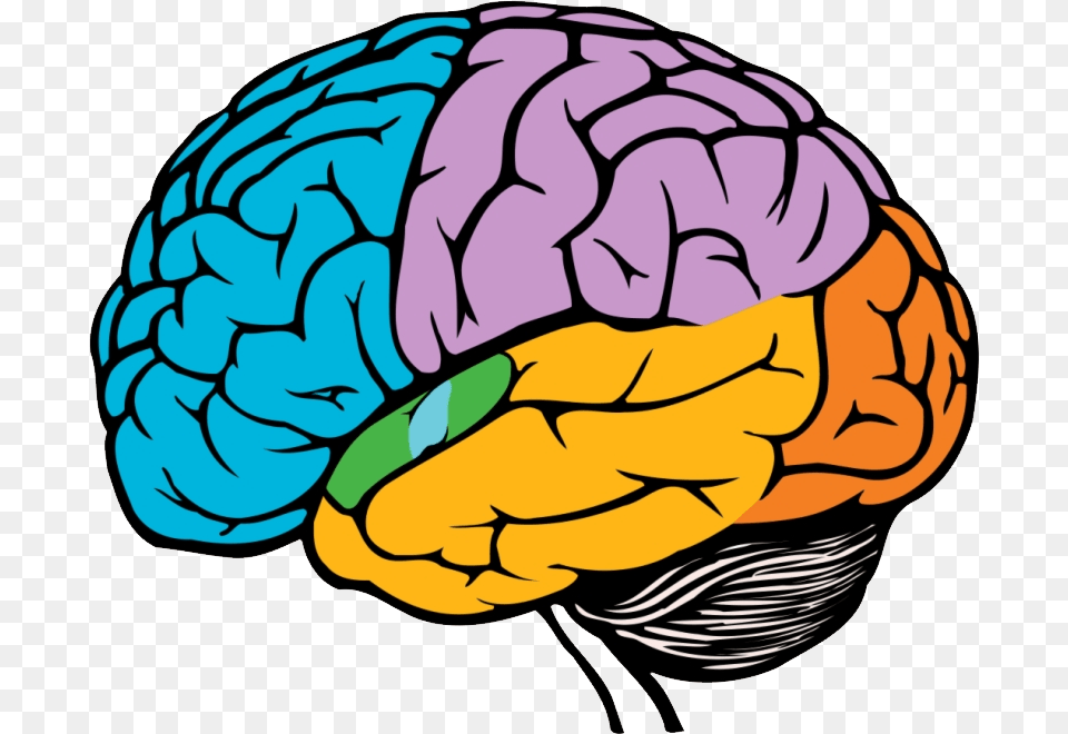 Brain, Baby, Person, Face, Head Free Transparent Png
