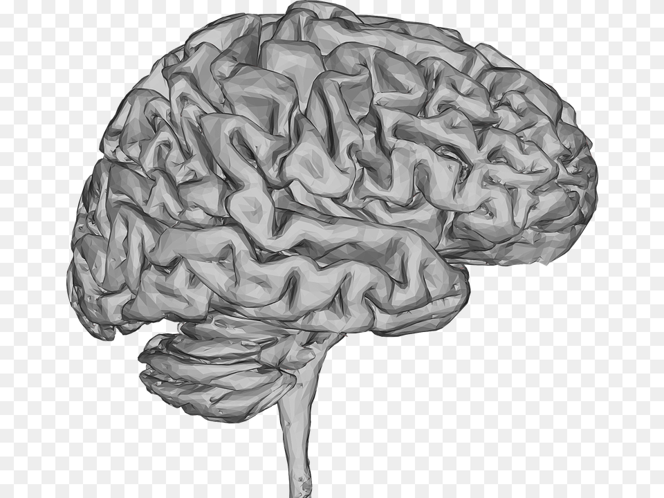 Brain, Art, Drawing, Person Free Png