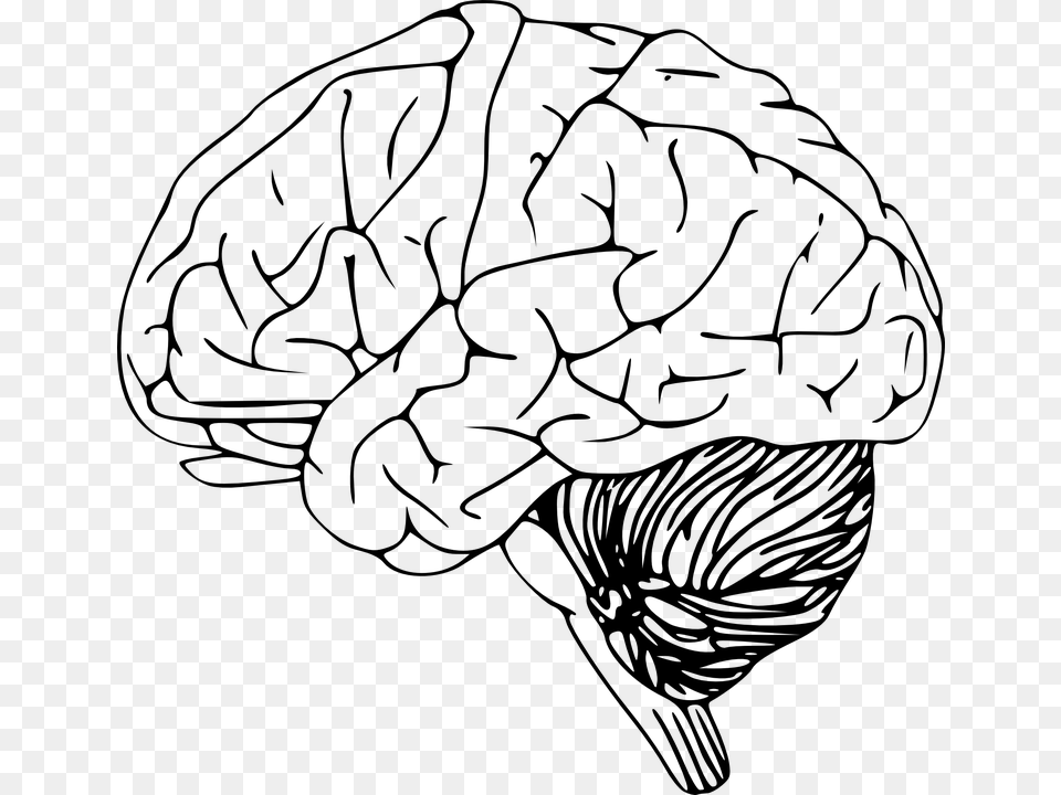 Brain, Gray Free Png