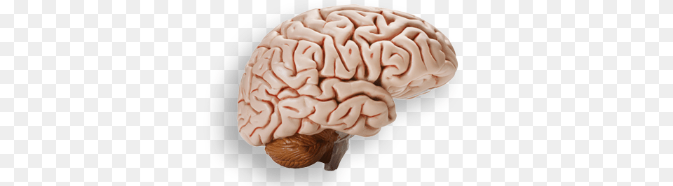 Brain, Birthday Cake, Cake, Cream, Dessert Png