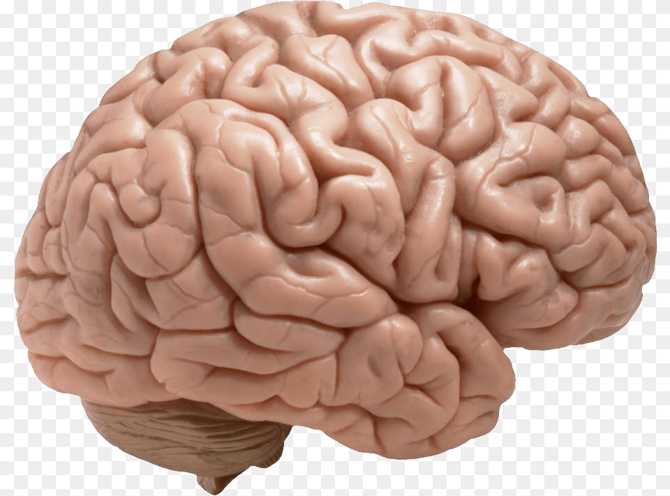 Brain, Baby, Person Png