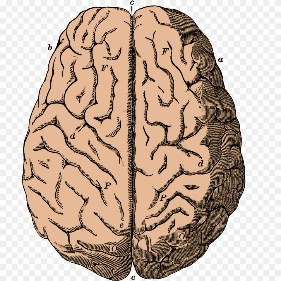 Brain Anatomical Brain Vintage, Ct Scan, Food, Nut, Person Free Png