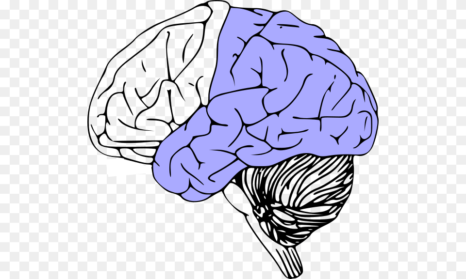 Brain Anatomy Black And White, Knot, Body Part, Hand, Person Free Png