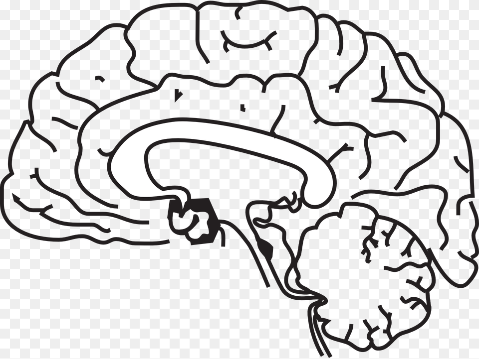 Brain Anatomy Sketch Image, Clothing, Hat, Art, Drawing Free Transparent Png