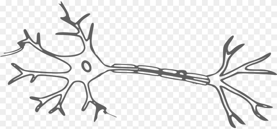Brain And Cranial Nerves Neuron Clipart, Antler, Outdoors, Leaf, Plant Free Transparent Png