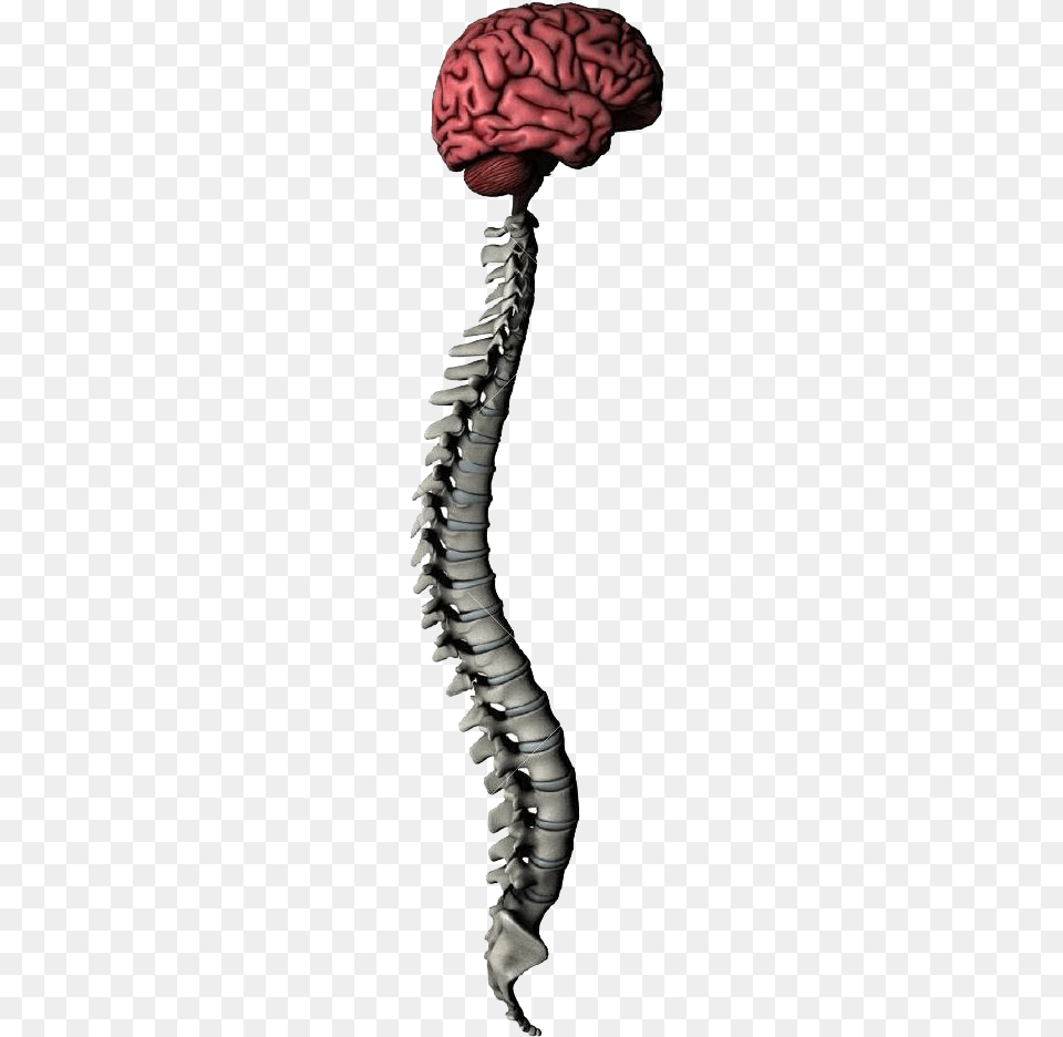 Brain And Spine, Agaric, Fungus, Mushroom, Plant Free Transparent Png