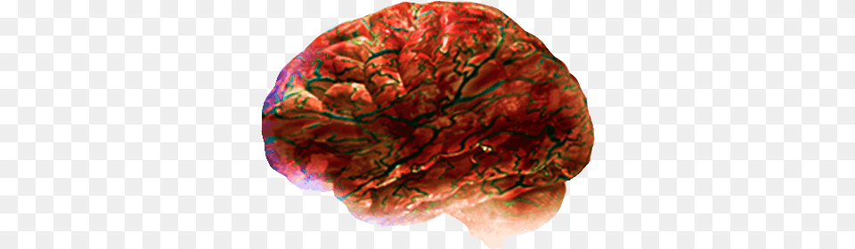 Brain As Food, Accessories, Gemstone, Jewelry, Mineral Png