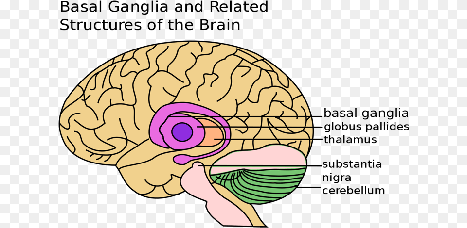 Brain Basal Ganglia Png