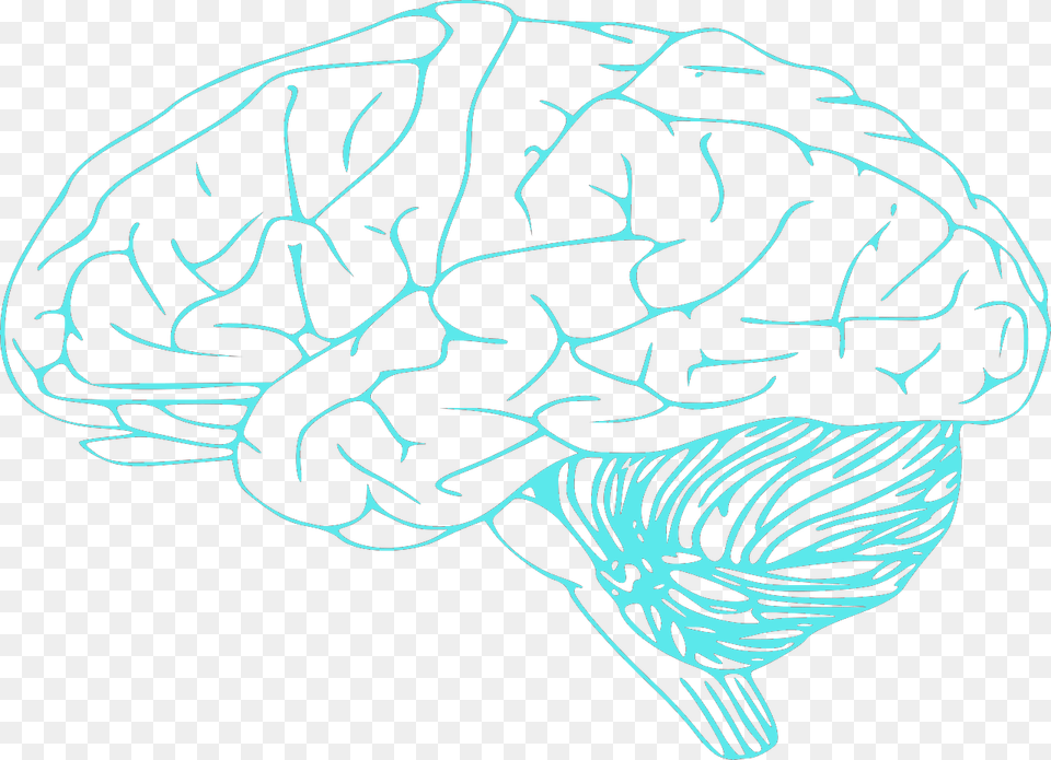 Brain Black And White Clipart, Aquatic, Water, Art Png Image