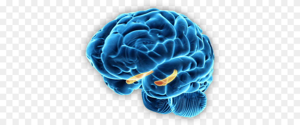 Brain Brain Hippocampus, Flower, Plant, Rose Free Transparent Png