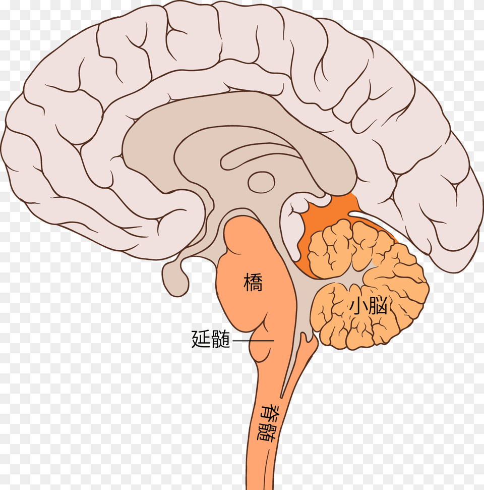 Brain Bulbar Region Ja Diagram Of Brain Pons, Face, Head, Person Png Image
