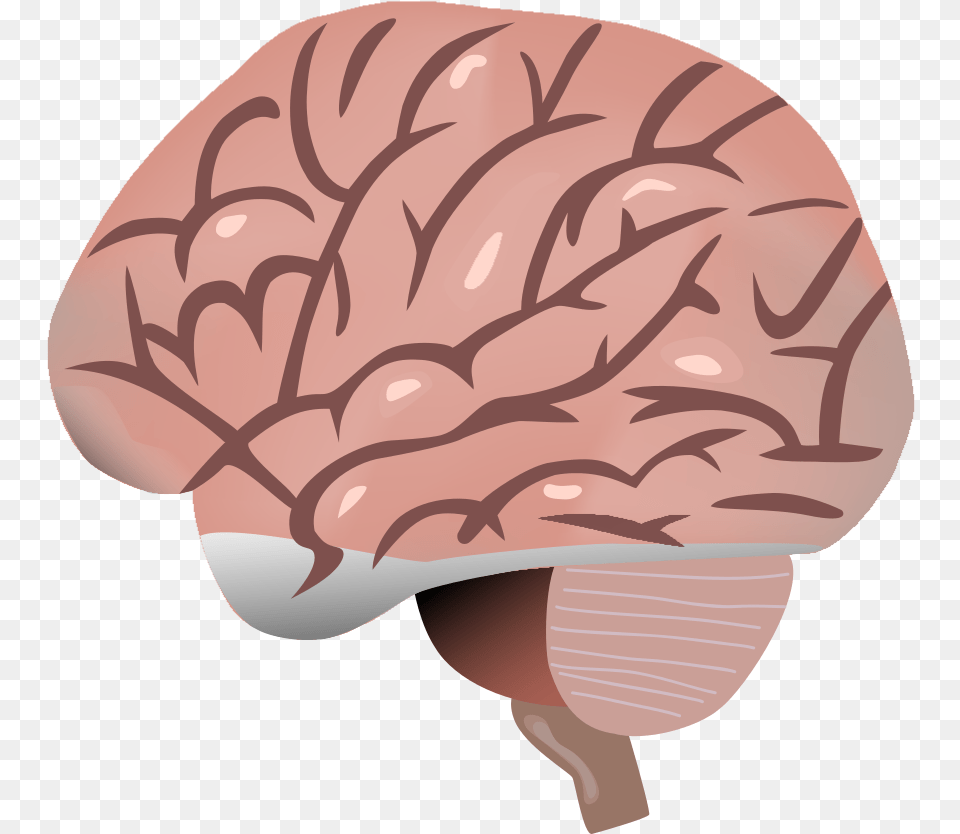 Brain Cartoon, Baby, Person, Food, Nut Free Png Download