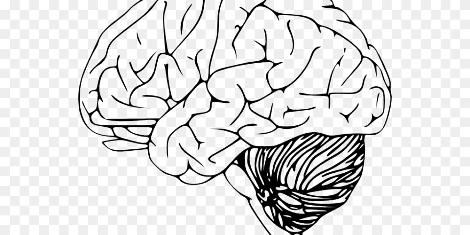 Brain Clip Art, Drawing Png