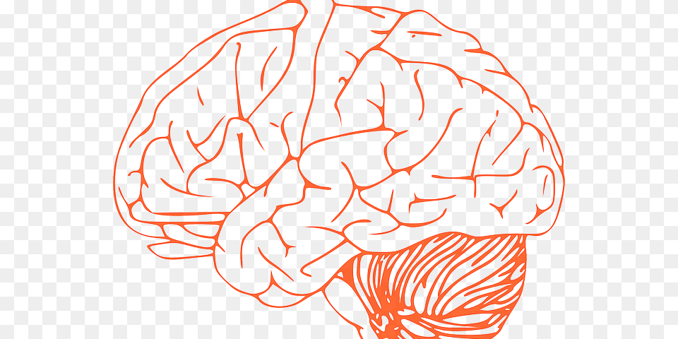 Brain Clip Art, Food, Nut, Plant, Produce Png