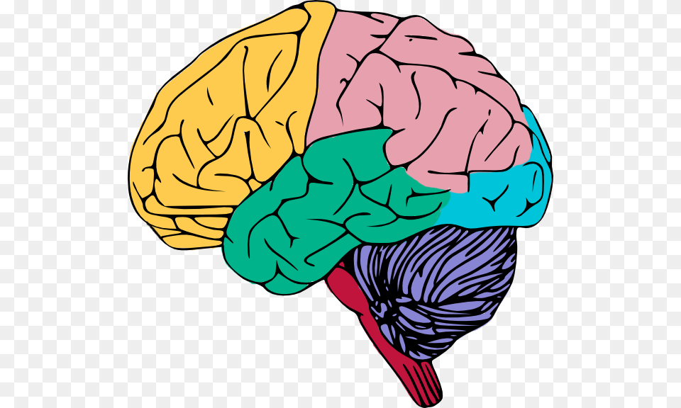 Brain Clip Art, Baby, Person Free Transparent Png