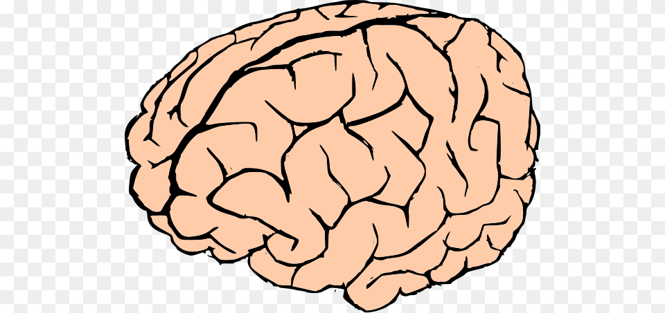 Brain Clip Arts For Web, Food, Nut, Plant, Produce Png