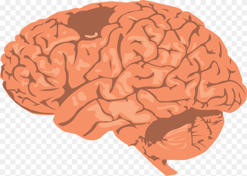 Brain Clipart, Baby, Person Free Png