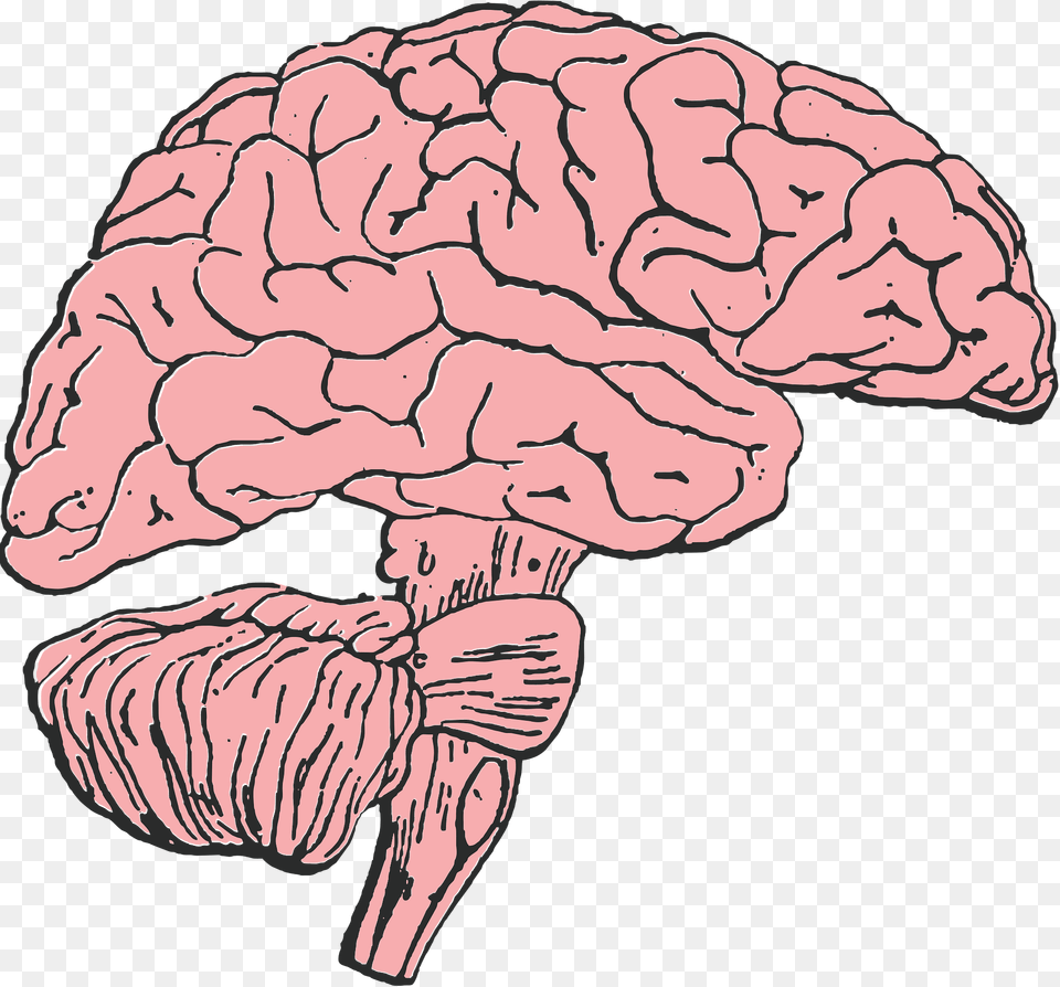 Brain Clipart Png Image