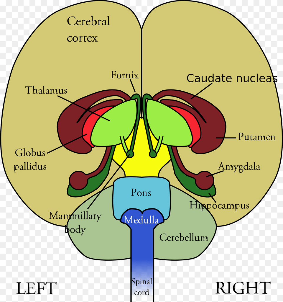 Brain Clipart, Food, Ketchup Free Transparent Png