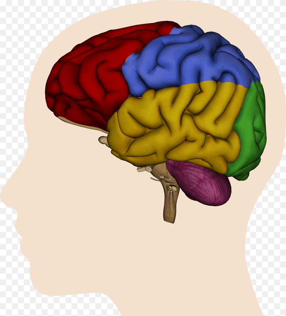 Brain Clipart Kids Picture Of The Brain, Clothing, Hat, Baby, Person Free Transparent Png