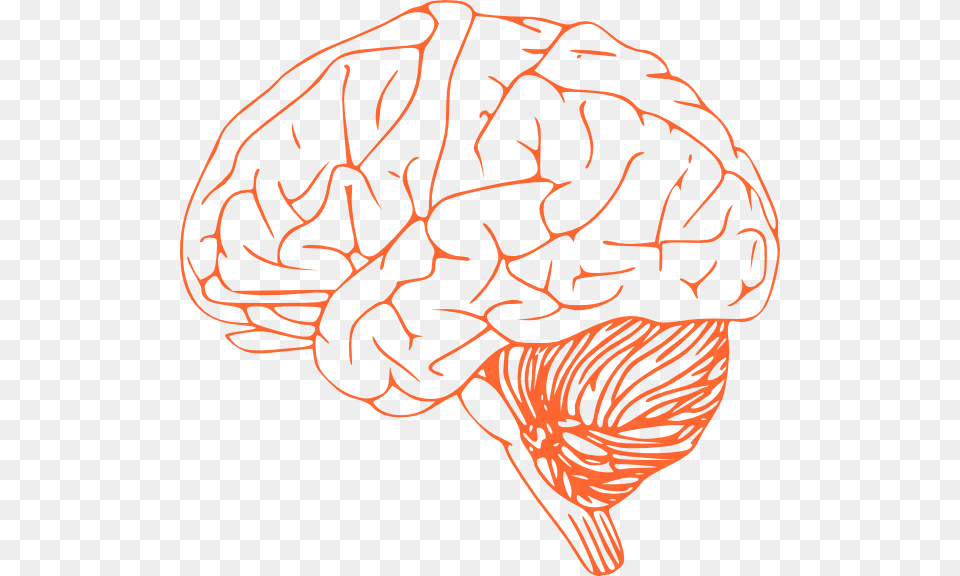 Brain Clipart Outline Of Human Brain, Food, Nut, Plant, Produce Png Image