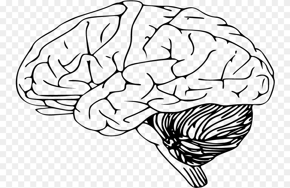 Brain Clipart Sketch Black And White Brain, Gray Free Png Download