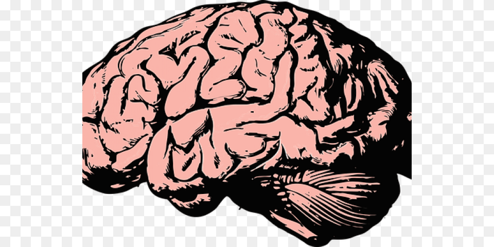 Brain Clipart Transparent Background, Art, Person, Animal, Sea Life Free Png