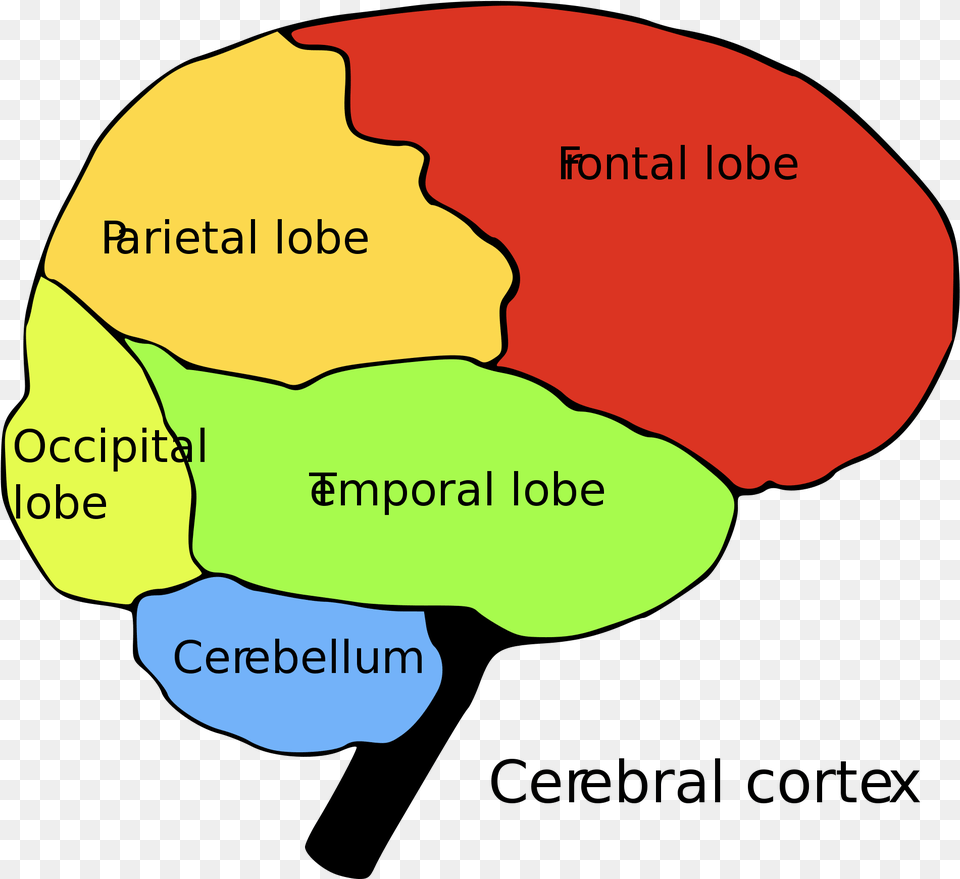 Brain Cns And Pns, Chart, Plot, Baby, Person Png Image