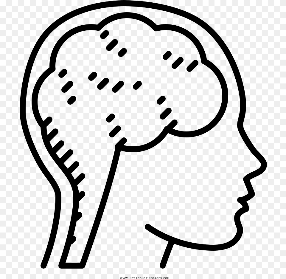 Brain Coloring, Gray Free Png Download
