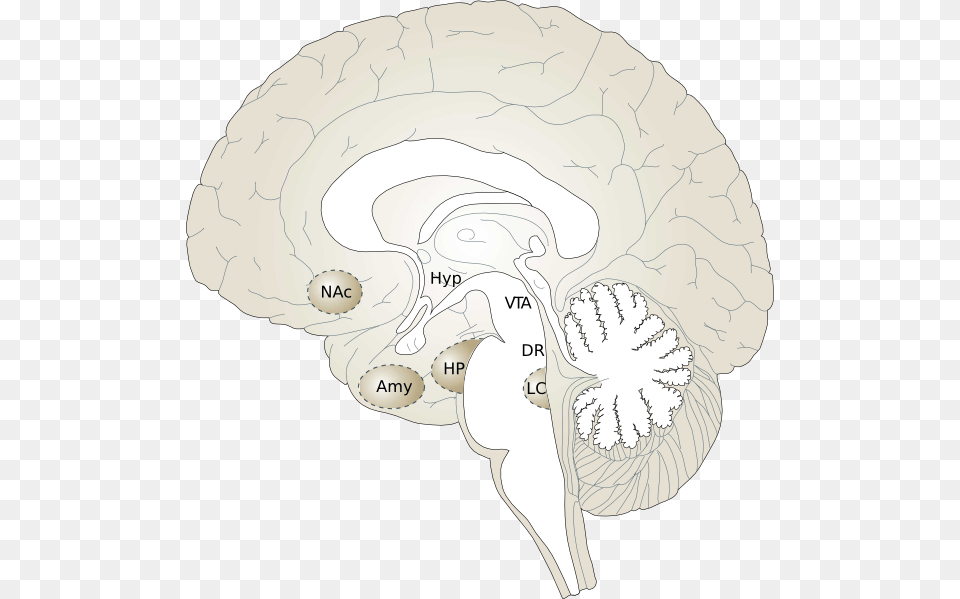 Brain Cross Section Free Transparent Png