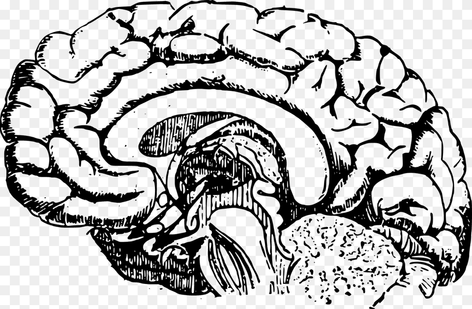Brain Development Black And White, Gray Free Png Download
