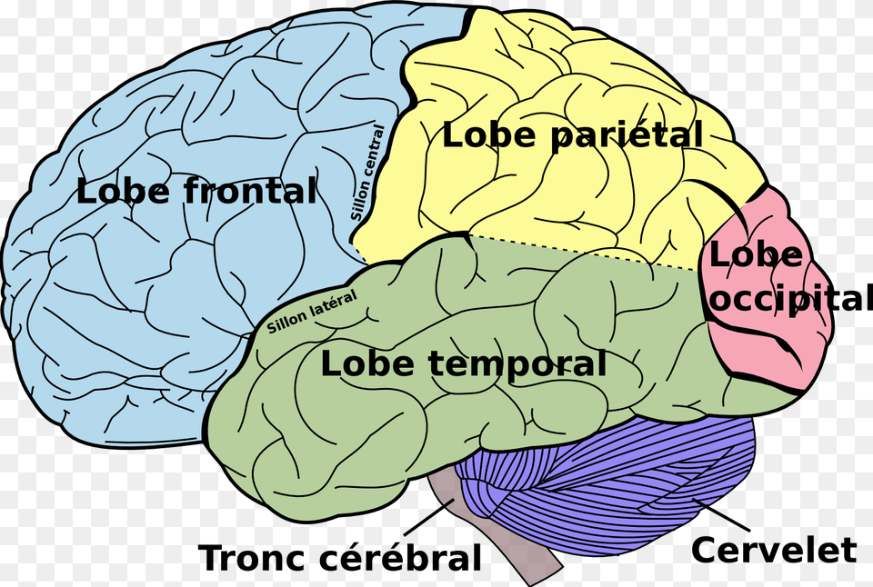 Brain Diagram Fr Brain Diagram Left Side, Baby, Person, Face, Head Png Image