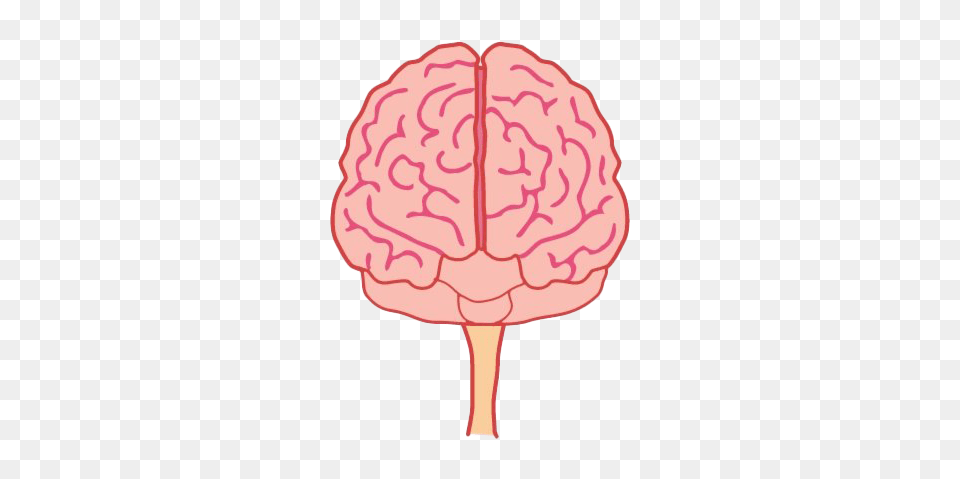 Brain Front View Image With Brain Front, Food, Sweets, Cream, Dessert Free Transparent Png