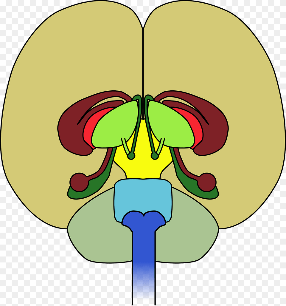 Brain Frontal View Cortex, Cartoon Free Png Download