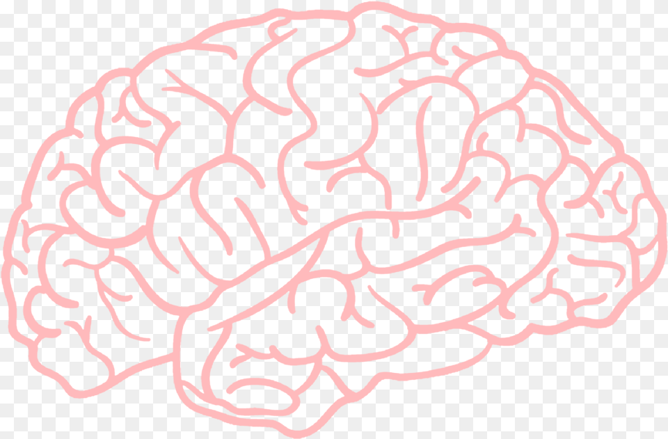 Brain Girl Brain, Animal, Ct Scan, Nature, Outdoors Free Transparent Png