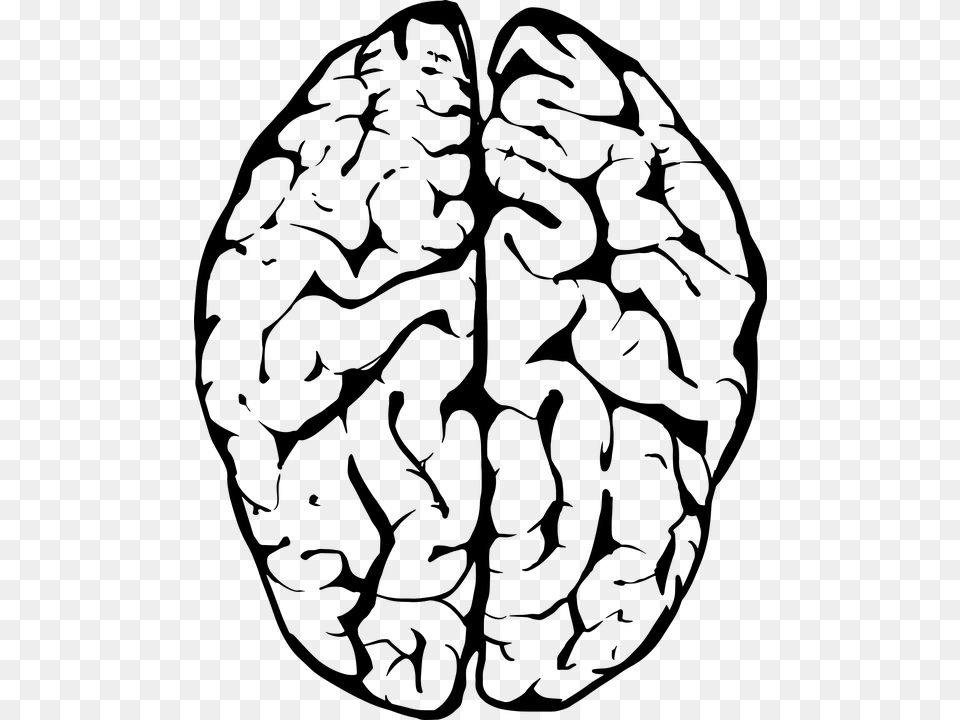 Brain Human Anatomy Head Human Brain Medical Brains Black And White, Gray Png