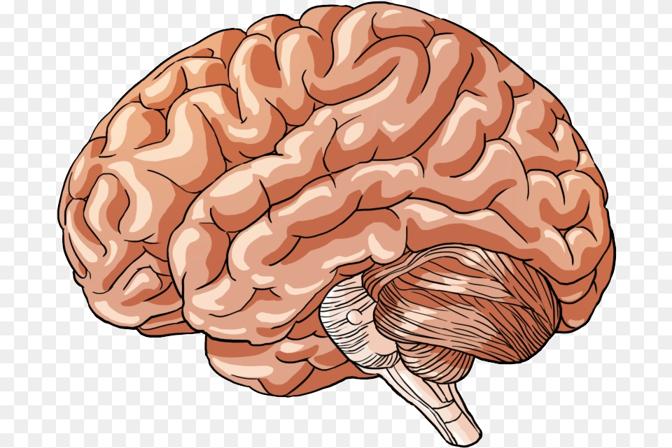 Brain Human Body Parts, Food, Nut, Plant, Produce Free Png