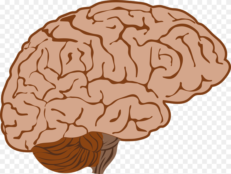 Brain Illustrations And Clip Art Illustration, Person Png Image