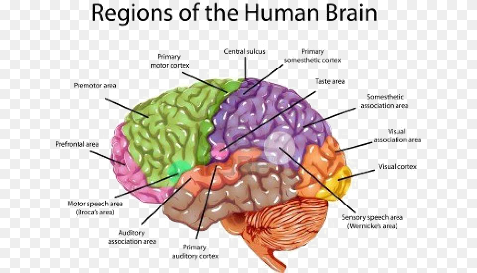 Brain Image Brain Labeled, Animal, Food, Invertebrate, Lobster Free Png