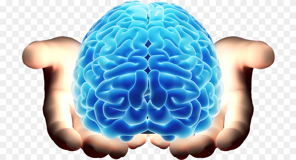 Brain In Hand, Sphere, Animal, Sea Life, Sea Free Transparent Png