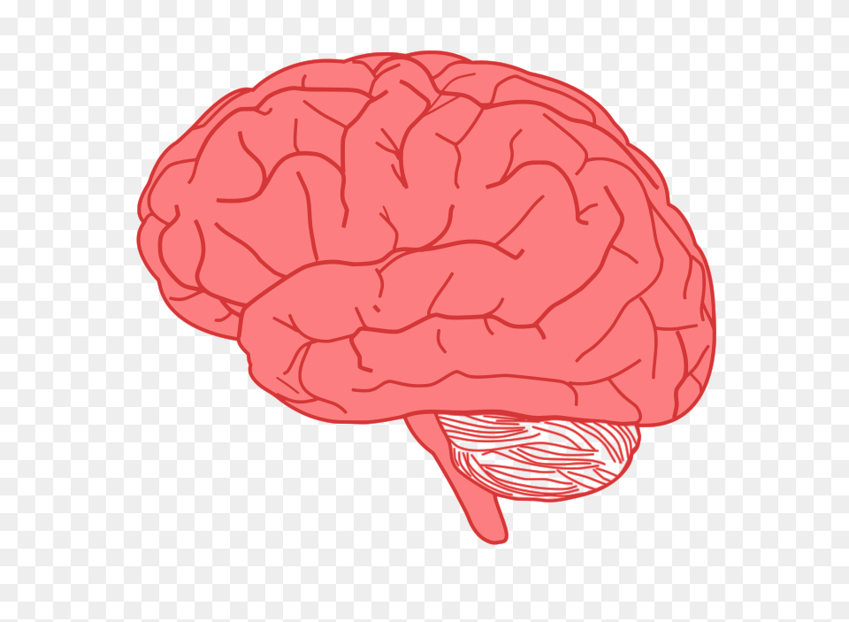 Brain In Profile, Berry, Food, Fruit, Plant Free Transparent Png