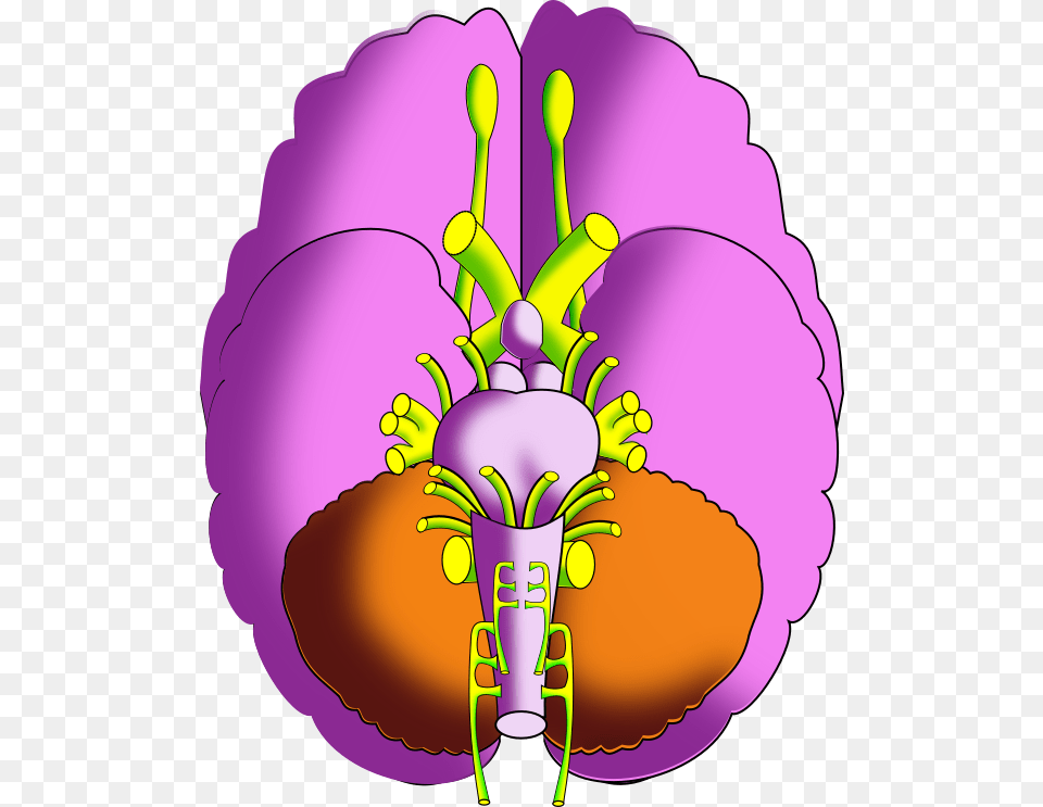 Brain Inferior, Anther, Plant, Flower, Purple Png Image