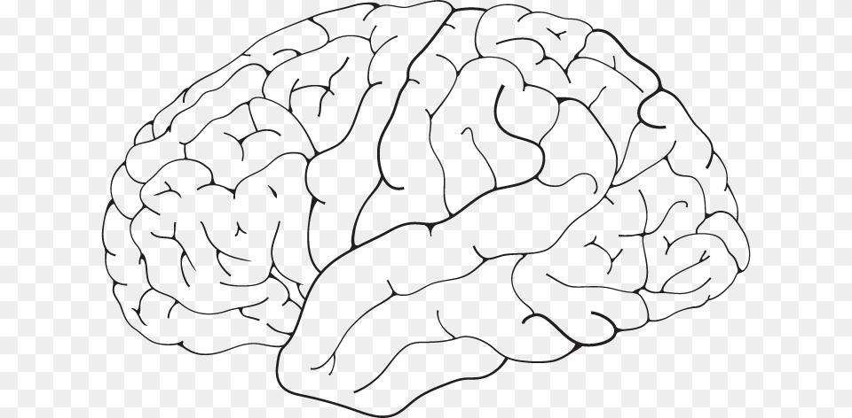 Brain Isolated Line Art, Vegetable, Produce, Plant, Nut Free Png Download