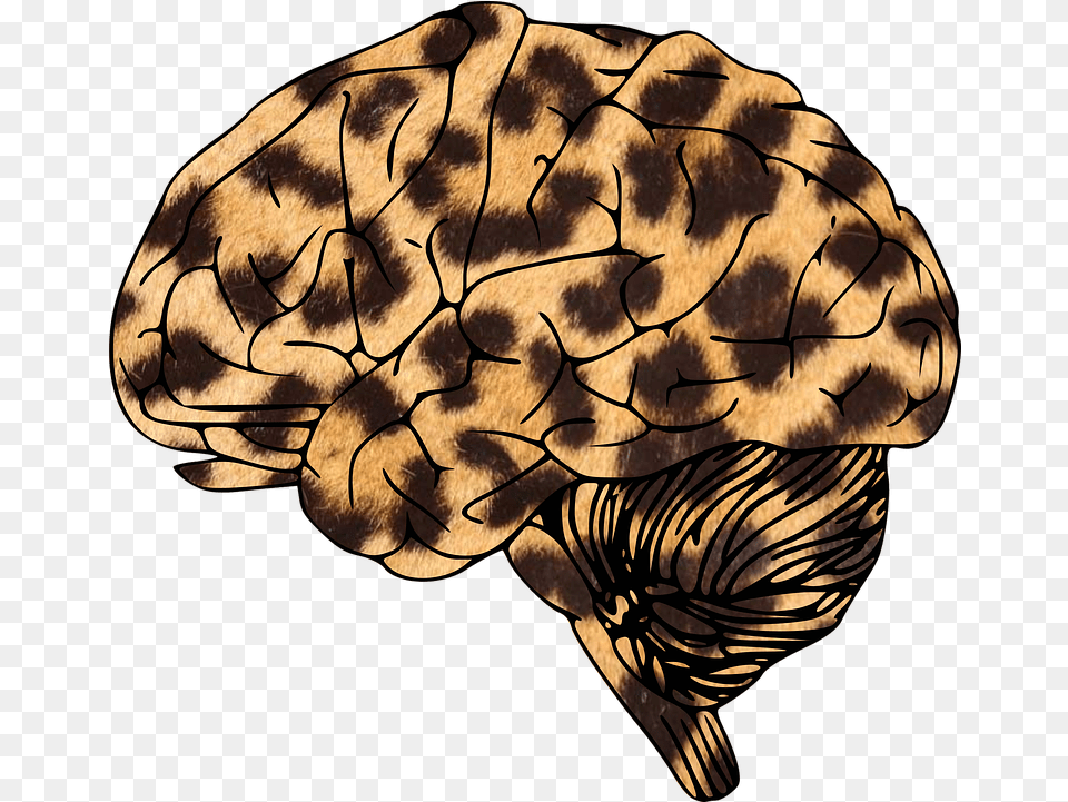 Brain Leopard Animal Print, Adult, Female, Person, Woman Free Transparent Png